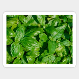 Basil Sticker